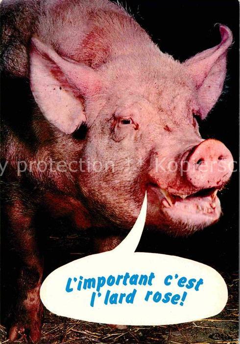 Schweine Humor