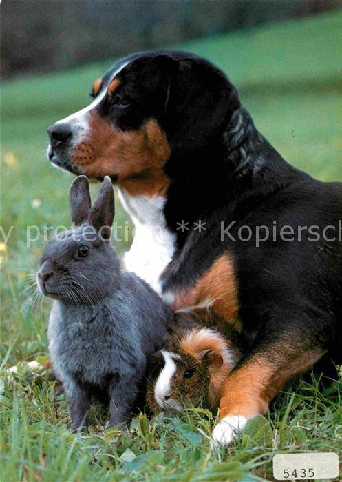Hunde Hase Meerschweinchen