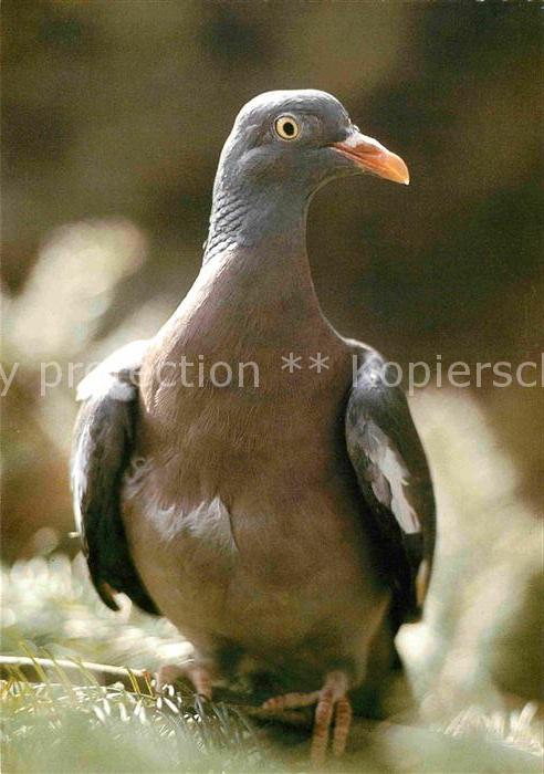 Tauben Ringeltaube Pigeon Ramier Ringdove