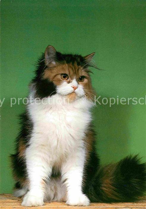 Katzen Perserkatze Perisan Cat