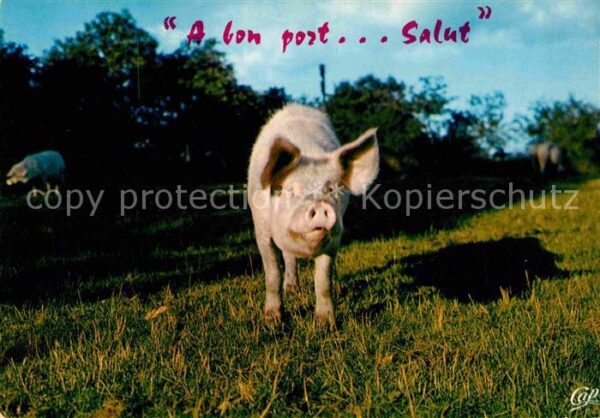 Schweine