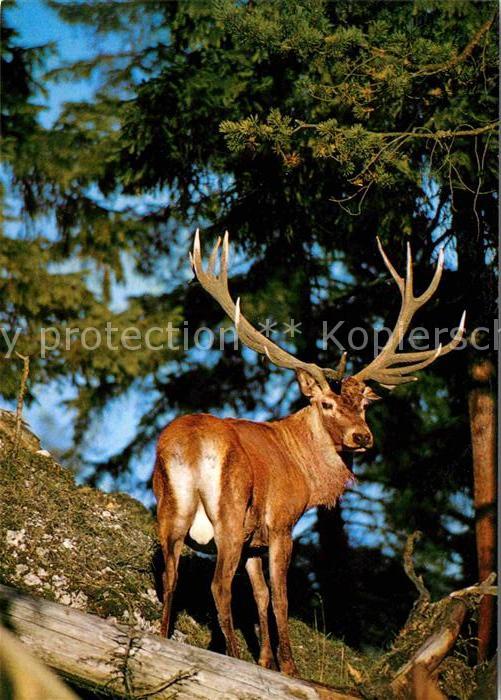 Hirsch Rothirsch Cerf Staf Cervus elaphus