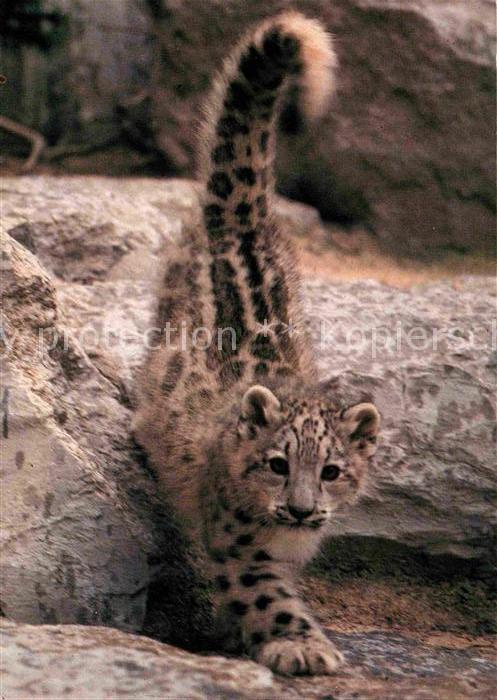 Tiere Junger Schneeleopard Zoo Zürich