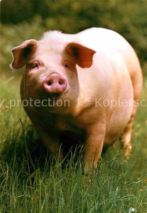 Schweine Pig Porc