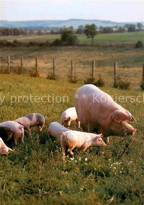 Schweine Porc Pig