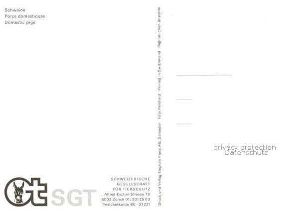 Schweine Porc Pig – Bild 2