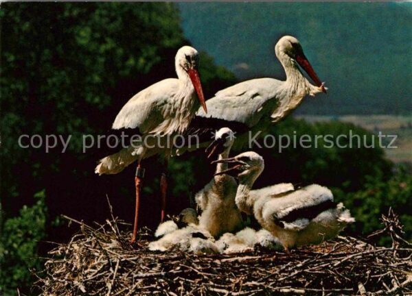 Storch Altreu Schweizerische Vogelwarte Sempac