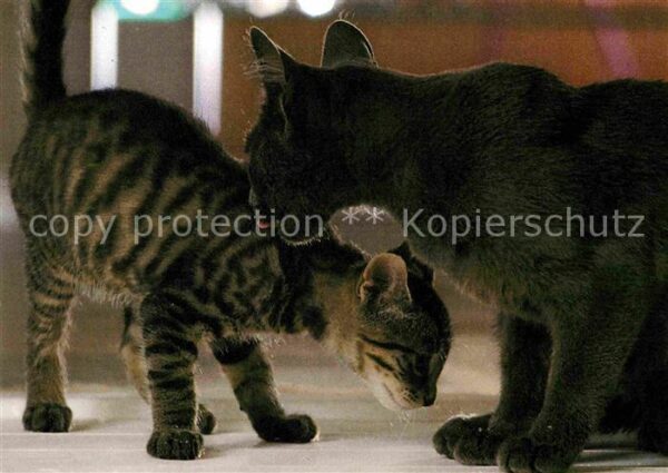 Katzen Whiskas