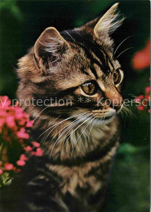 Katzen Cat Chat