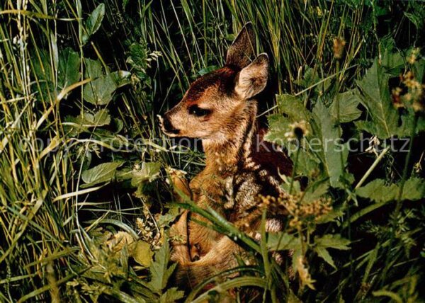 Reh Rehkitz Faon Fawn