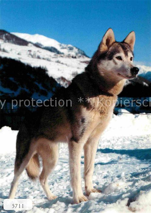 Hunde Husky