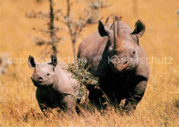 Nashorn Spitzlippennashorn Diceros bicornis