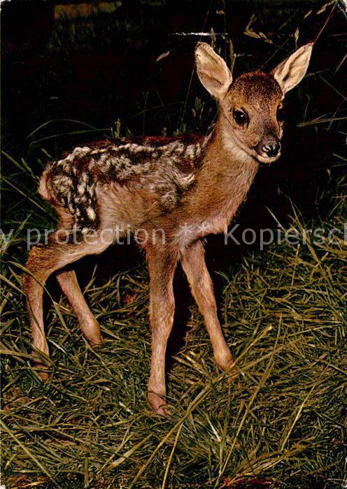 Reh Rehkitz Chevreau Fawn