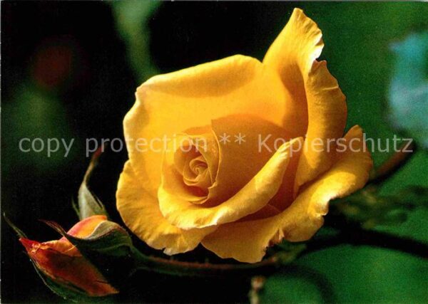 Rosen Goldrausch Floribundarose