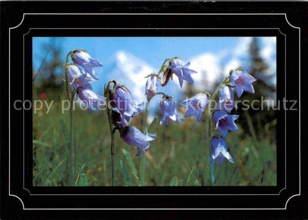 Blumen Campanula barbata Bärtige Glockenblume