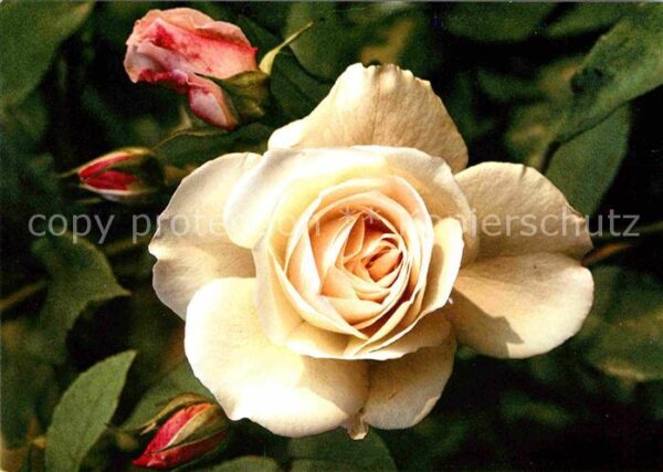 Rosen Schneewittchen Strauchrose