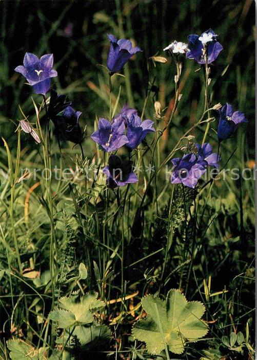 Blumen Scheuchzer's Glockenblume Campanula sch