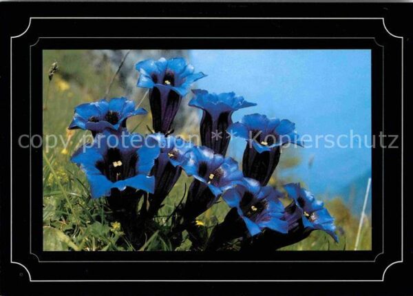 Blumen Enzian Gentiana clusii