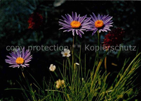 Blumen Alpenaster Männertreu