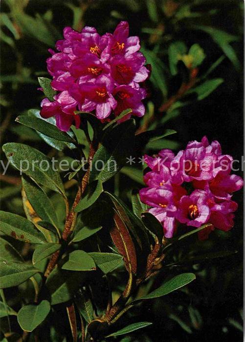 Blumen Rostrote Alpenrose Rhododendron ferrugi