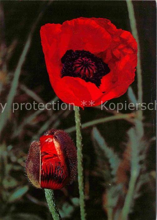 Blumen Mohn Papaver somniferum