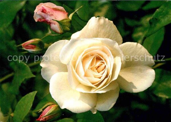 Rosen Schneewittchen Strauchrose