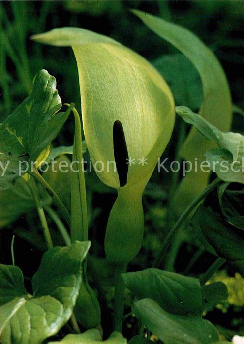 Pflanzen Gemeiner Aronstab Arum maculatum