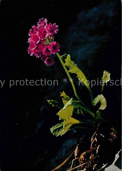 Blumen Klebrige Primel Primula viscosa