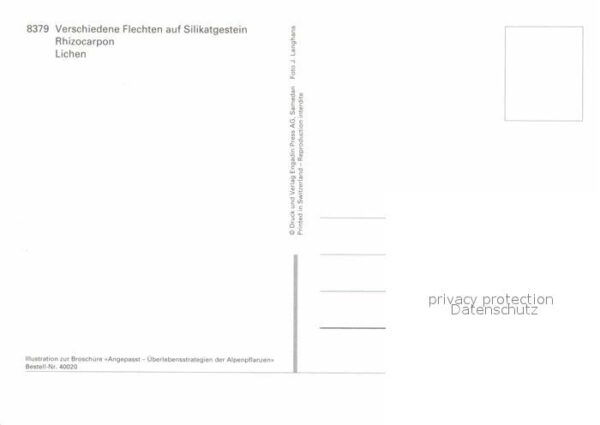 Pflanzen Flechten auf Silikatgestein Rhizocarpon – Bild 2