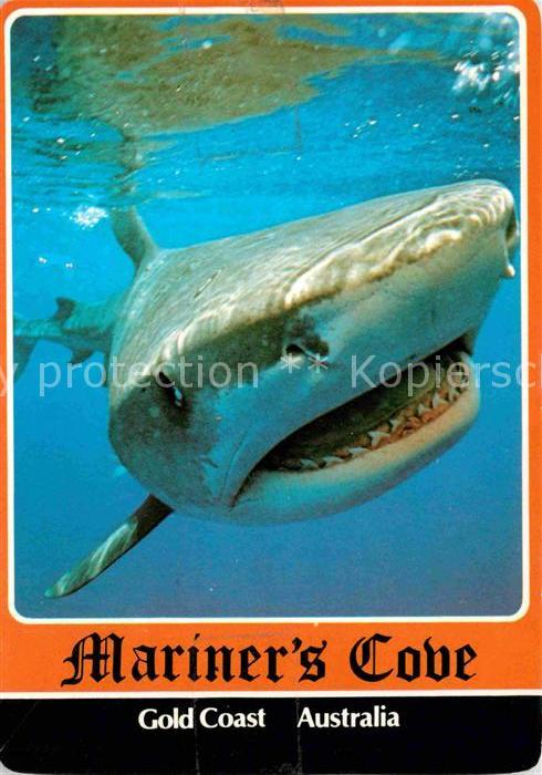 Fische Tigerhai Tiger Shark Mariner's Cove Gol