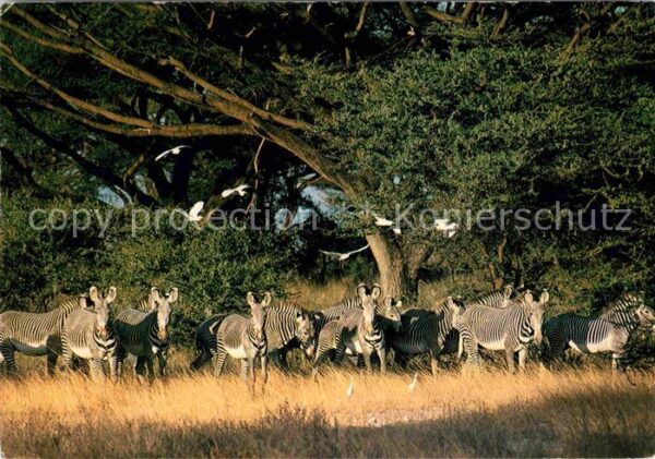 Zebra Grevy's Zebra Samburu Game Reserve Keny
