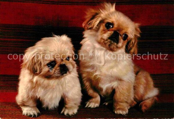 Hunde Welpen