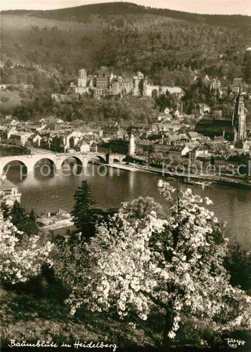 Foto Popp Nr. 185 Baumblüte in Heidelberg