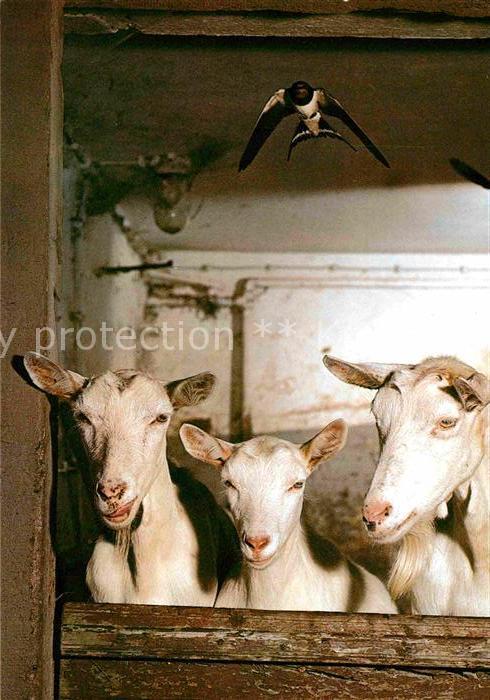 Ziege Rauchschwalbe Goats Swallows