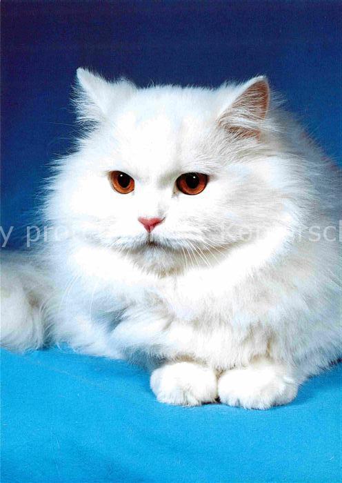 Katzen Weisse Perserkatze