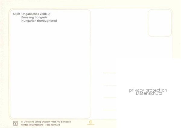 Pferde Ungarisches Vollblut – Bild 2