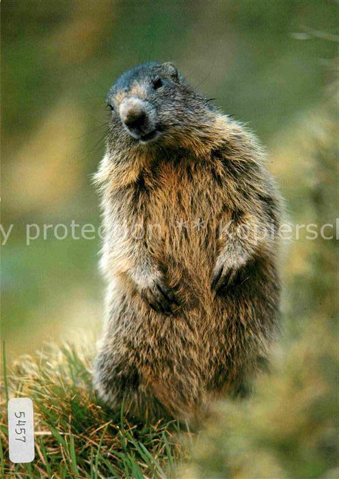 Murmeltier Marmotte Marmot