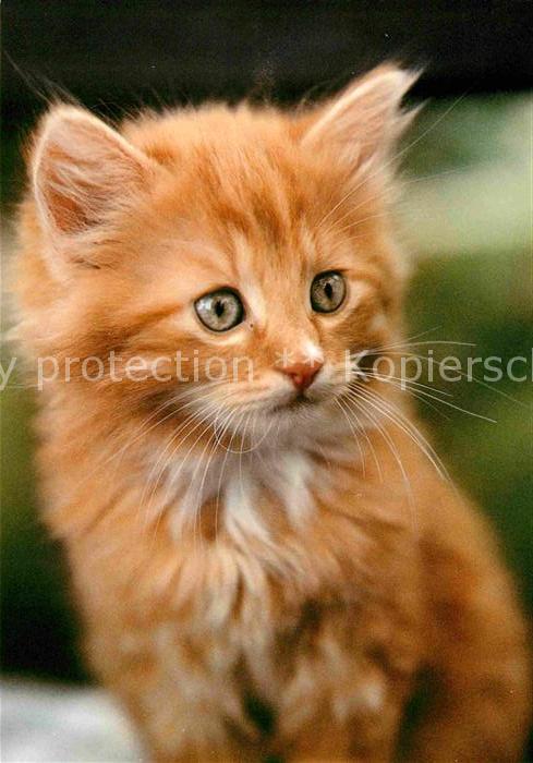 Katzen Hauskatze Chat Cat