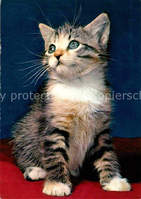 Katzen