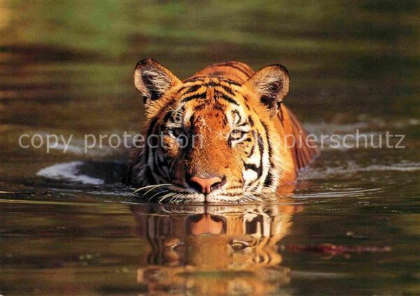Tiger Tiere WWF Spendenkarte