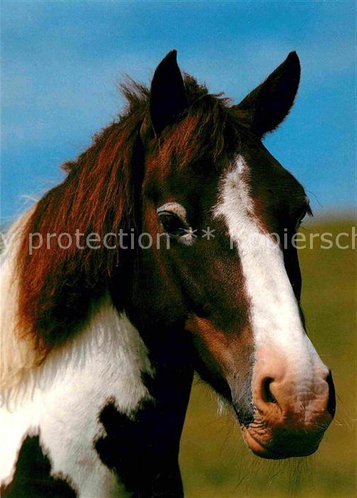 Pferde Mustang