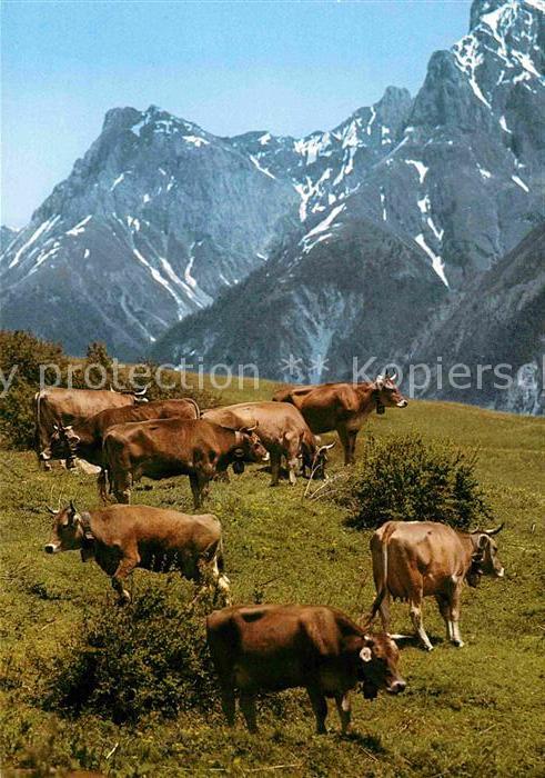 Kuehe Vaches Cows