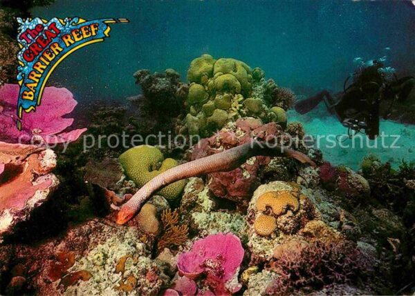 Schlangen Tiere Olive Sea Snake Barrier Reef North Quee