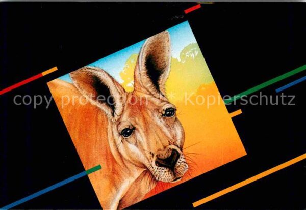 Tiere Kangaroo Australia