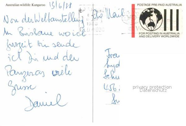 Tiere Kangaroo Australia – Bild 2