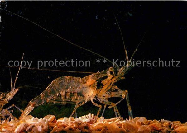 Meerestiere Palaemon Serratus Sägegarnele