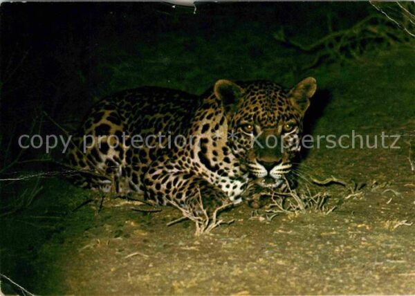 Tiere Leopard