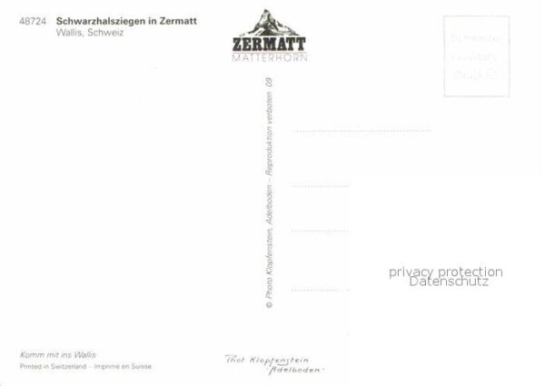 Ziege Schwarzhalsziegen Zermatt Wallis – Bild 2