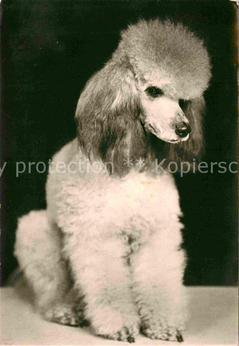 Hunde Kleinpudel