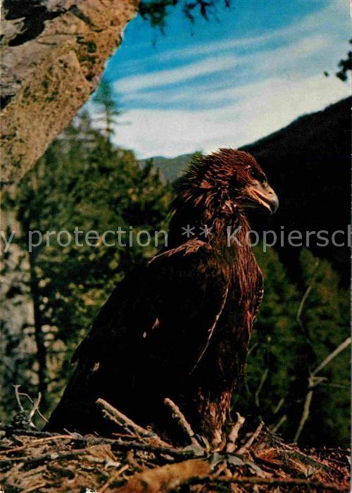 Adler Eagle Aigle Aguila Steinadler Aigle Eagle